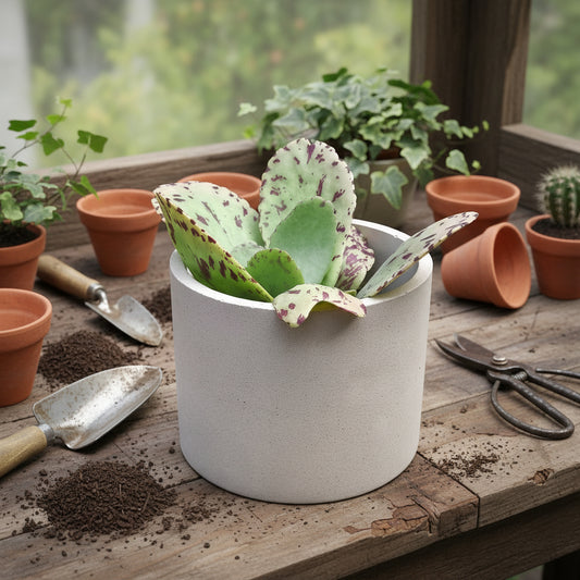 Le pot en béton TERRA, artisanat français