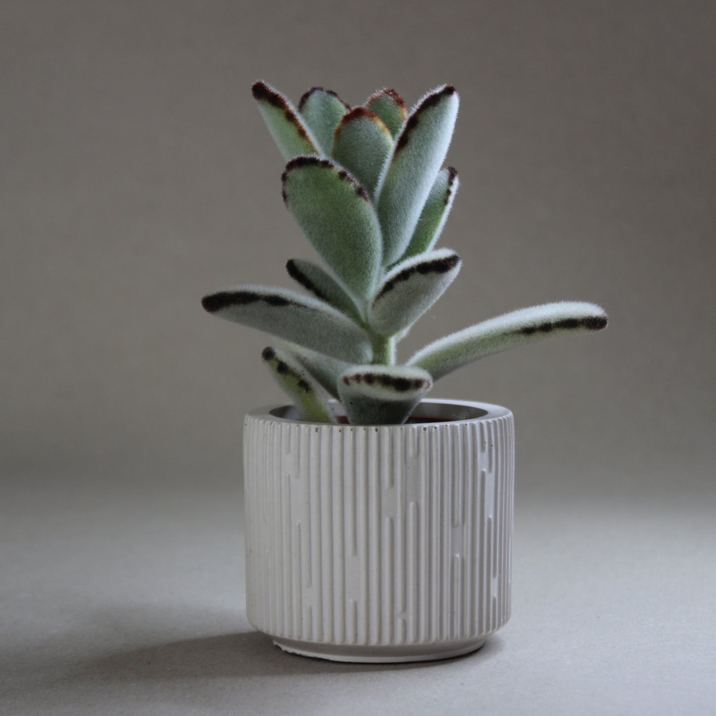 Le pot en béton RETI, artisanat français